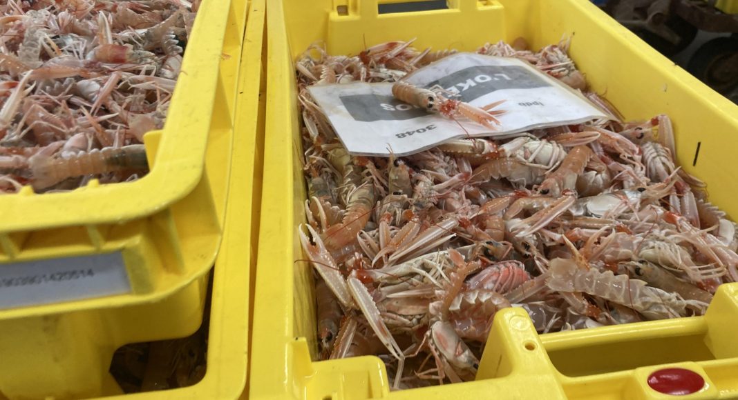 Auktion im größten Langoustinen-Hafen Frankreichs